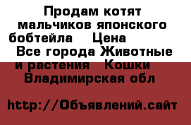 Продам котят мальчиков японского бобтейла. › Цена ­ 30 000 - Все города Животные и растения » Кошки   . Владимирская обл.